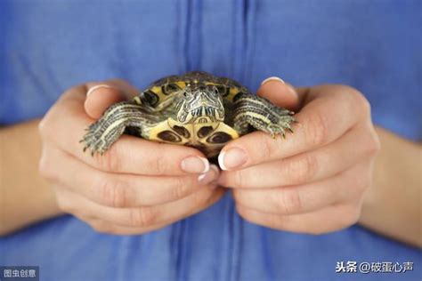 愛龜出現了「便秘」，主人餵了瀉藥，下班回來一開門差點崩潰 每日頭條