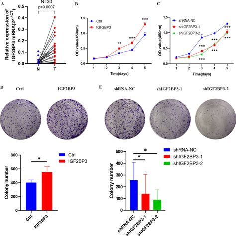 Effects Of Rna Methylation N6 Methyladenosine Regulators On Malignant