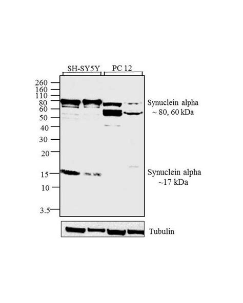 alpha Synuclein Antibody