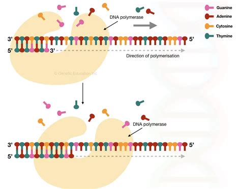 Comparison Between DNA Primer And RNA Primer: