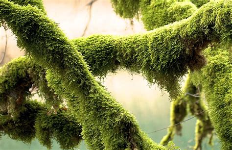 What Causes Moss to Grow on Trees? Reasons, Facts, & FAQ | House Grail