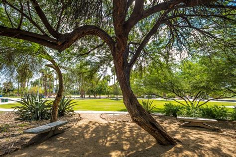 How to Grow a Mesquite Plant | Perfect plants, Plants, Mesquite tree