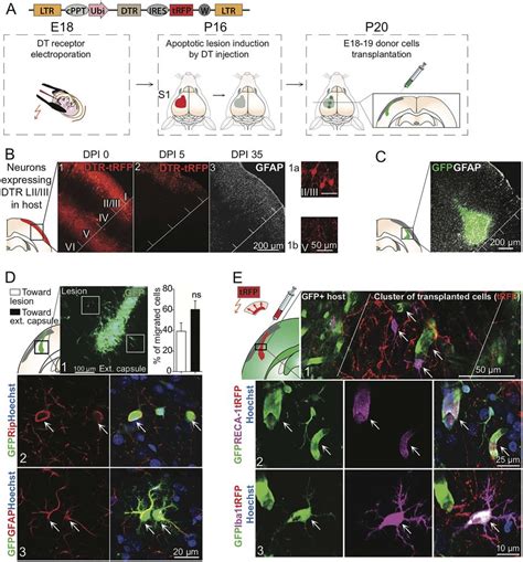 Embryonic Cortical Cells Transplanted Into The Adolescent Cerebral