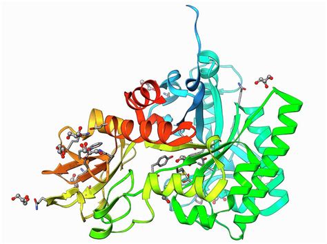 Chitinase Enzyme Molecule Photograph by Laguna Design/science Photo ...