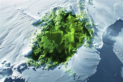 Découvrez pourquoi la première carte des espaces verts de lAntarctique