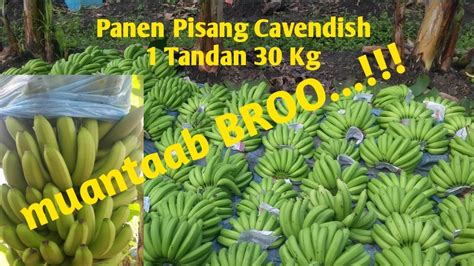 Panen Pisang Cavendish 1 Tandan 30 Kg Youtube