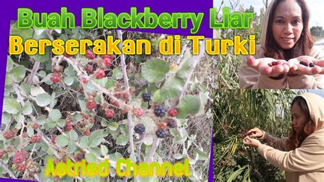 Panen Buah Blackberry Liar Di Turki Youtube