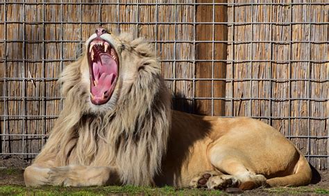 100+ Free Lion'S Teeth & Lion Images - Pixabay