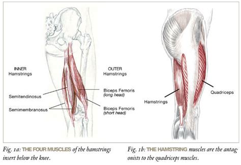 hamstrings anatomy
