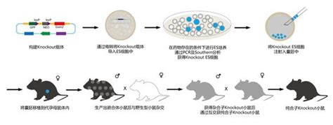 基因敲除技术基因敲除小鼠价格基因敲除公司 美迪西生物医药