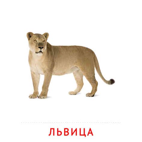 Карточки Домана на тему «Животные и их детеныши»