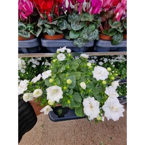Кампанула Double White от Plants.bg с отлична цена