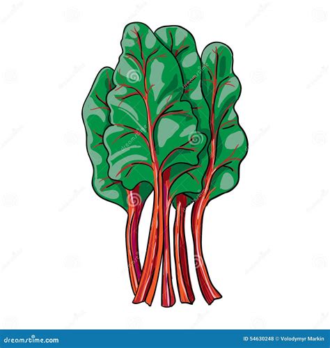 chard vegetable how to cook 4