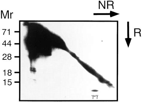 Association of the FcRγ chain with the NKR P1 molecule in IL 2expanded