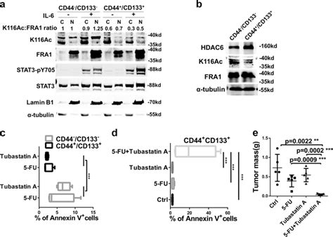 Combined Treatment Of 5 Fluorouracil 5 FU With The HDAC6 Inhibitor