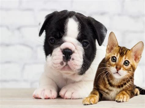 Porque Cachorro Não Gosta De Gato - Descubra o porquê de cachorros não gostarem de gatos - Curta Mais - Goiânia