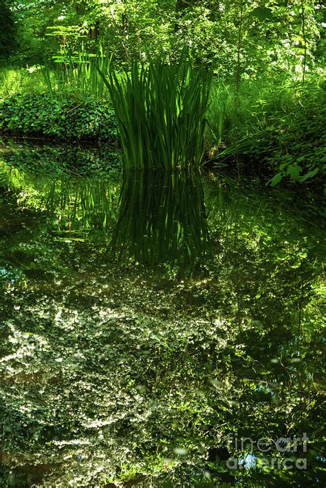 Nature Scenery In Vincennes Forest Of Paris France Photograph By