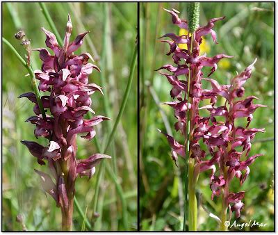 Orqu Deas Blog De Angel Mar Herorchis Coriophora Anacamptis