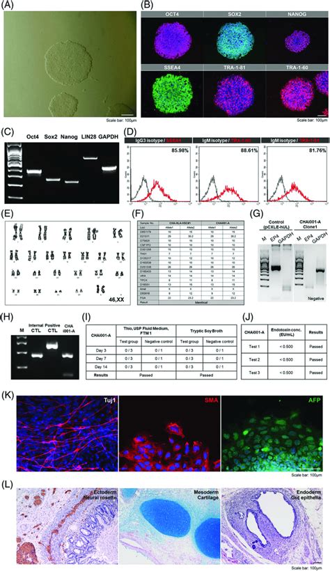 Characterization Of One Of The Established Hla Homozygous Ipsc Lines