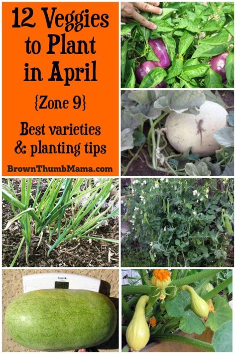 Vegetables To Plant In April Zone Planting Vegetables