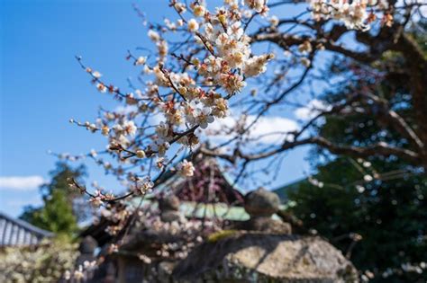 Premium Photo Kitano Tenmangu Shrine Plum Blossom Festival In Spring