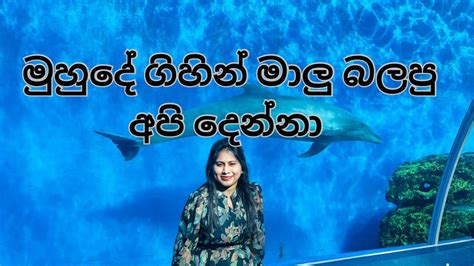 Japan Hakkeijima Sea Paradise ජපානයේ මුහුදු පාරාදීසයකට යමුද 😍🐳🌊🌊🐬🇯🇵🇯🇵🇯🇵 Vlog 01 Youtube