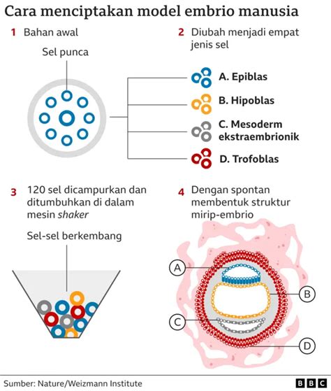 Riset Ilmuwan Ciptakan Model Embrio Manusia Lengkap Tanpa Sperma Atau