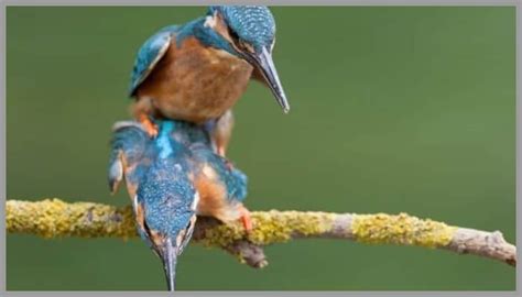 Birds Mating Free Facts Do Birds Know How to Mate