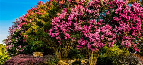 Flowering Trees That Bloom All Summer