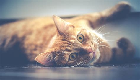 Biblical Meaning Of Cats In Dreams Interpretation And Meaning Dream