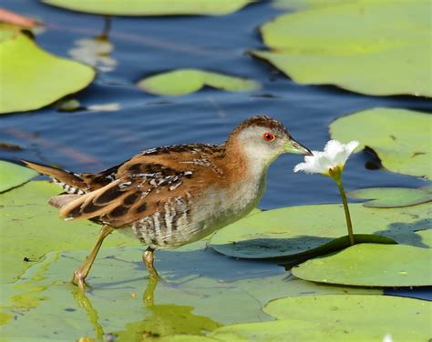 Bowra Wildlife Sanctuary | BIRDS in BACKYARDS