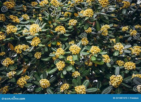 Pittosporum Tobira Japanese Pittosporum Sicily Island Stockbild Bild