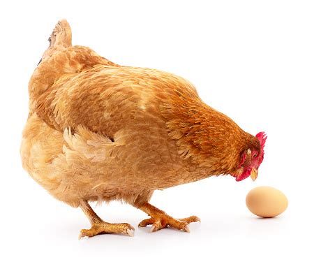 Hen And Egg Stock Photo - Download Image Now - iStock