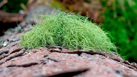 Usnea lichen: medicinal uses and identification