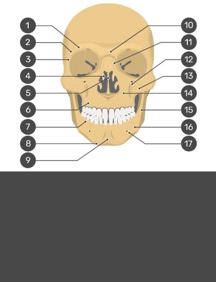 Skull Bone Anatomy - Anterior View | GetBodySmart