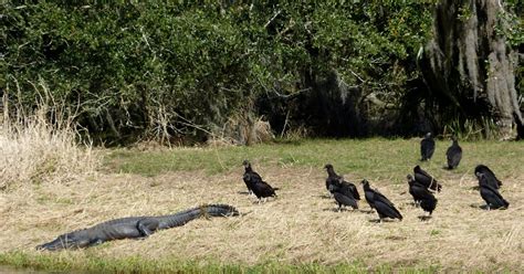 ~Roger's World~: Myakka River State Park, Florida