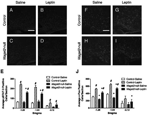 Pstat3 And C Fos Expression In Arc Neurons In Leptin Treated Mice A D Download Scientific