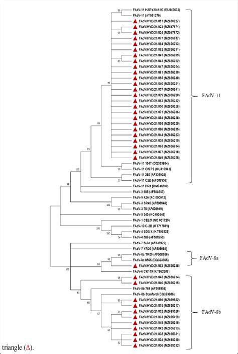 Phylogenetic tree of hexon gene nucleotide sequences of 37 FAdV field ...