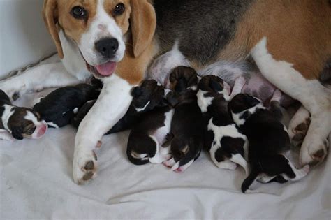 Adopter Un Beagle Dans Un Refuge Ou à La Spa Tout Sur Le Beagle