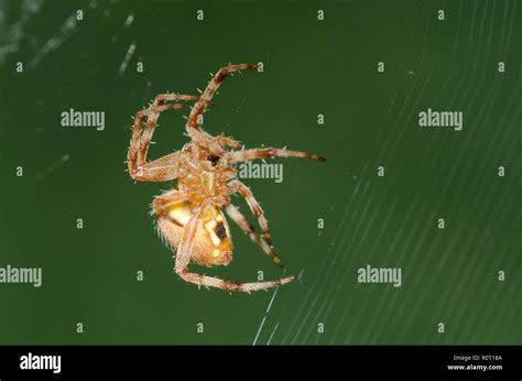 Spotted Orb Weaver, Neoscona sp., web building Stock Photo - Alamy