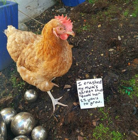 What Did The Chicken Do Chicken Shaming At Its Best Chicken Humor