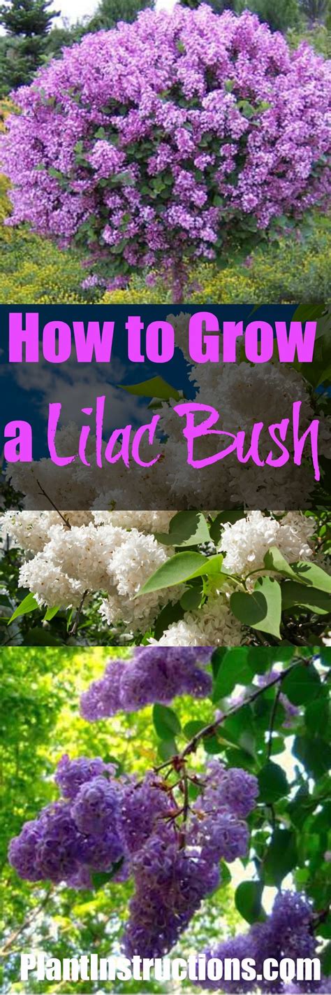 How To Grow Lilacs Plants Lilac Plant Planting Flowers