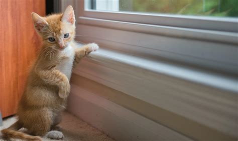 Cara Menjinakkan Kucing Agar Bisa Diajak Main