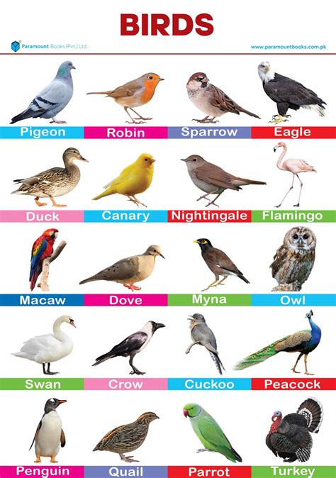 BIRDS WALL CHART | Paramount Books