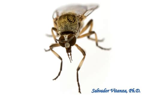 Diptera Simuliidae Simulium Donovani Black Flies Female D Urban