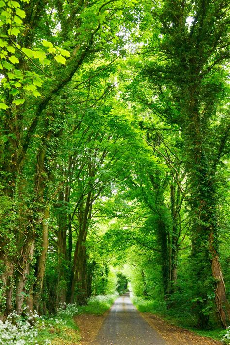 Fotos Gratis Paisaje Rbol Naturaleza Planta La Carretera Luz De