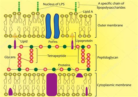 Estructura De La Pared Celular De Bacterias Gramnegativas Esquema 2023