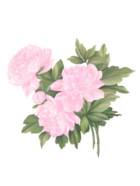 Chinese Peony Drawing