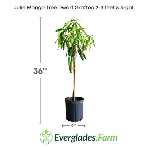 Julie Mango Tree Dwarf Grafted Everglades Farm