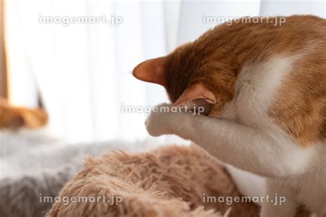 毛づくろいをする猫 茶トラ白の写真素材 241916347 イメージマート